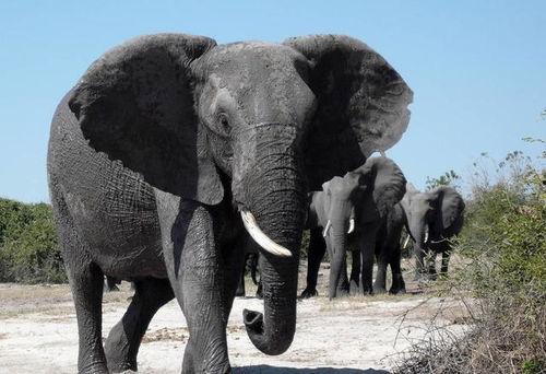 大象视频在线观看