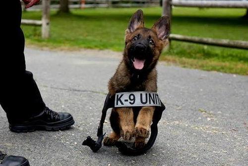 警犬抓坏人的视频,成功协助抓捕犯罪嫌疑人